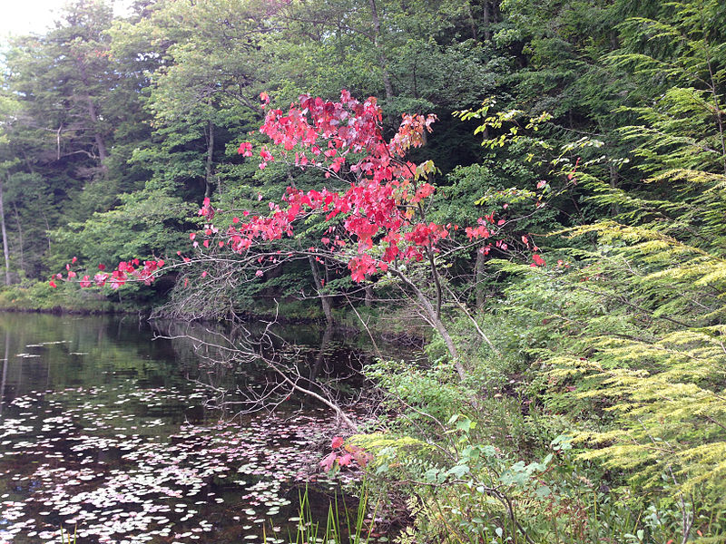 File:2014-08-28 11 05 55 Early fall color on a Red Maple along the south shore of the cove of Spring Lake in Berlin, New York.JPG