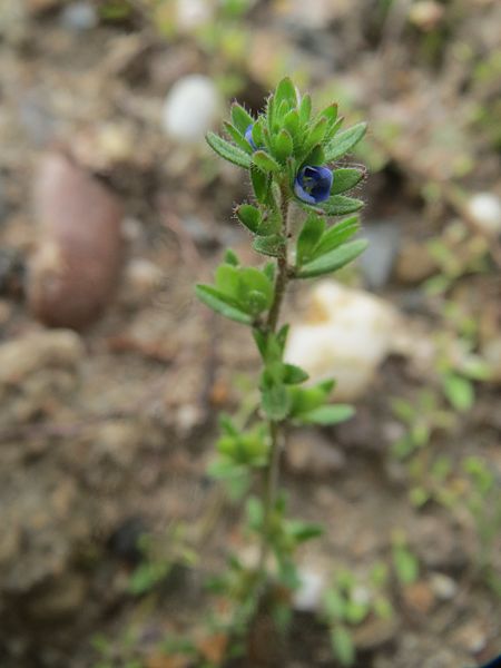 File:20160622Veronica arvensis1.jpg