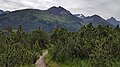 Arlen (Latschen, Pinus mugo) im Bereich des Arlbergpasses