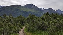 Arlen (Latschen, Pinus mugo) im Bereich des Arlbergpasses