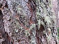 2017-07-20 Unidentified lichens at Zedlacher Paradies, Tyrol