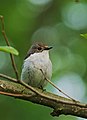 Trauerschnäpper - Ficedula hypoleuca, Weibchen