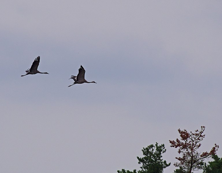 File:2017.07.11.-01-Lindenberg (Tauche)--Kraniche im Flug.jpg