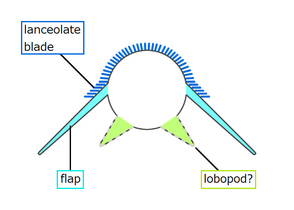 Cross section