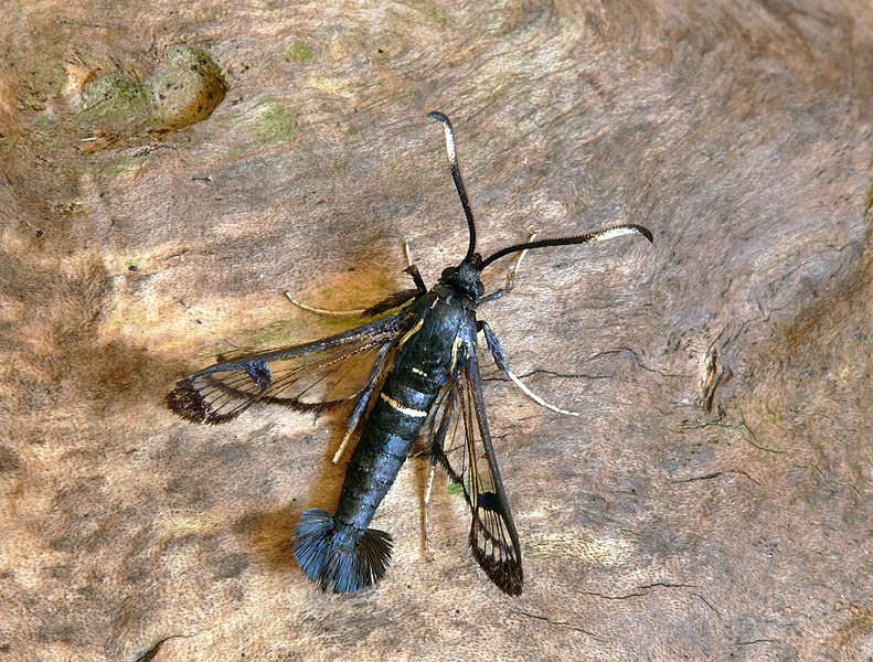File:52.006 BF375 White-barred Clearwing, Synanthedon spheciformis (3580551373).jpg