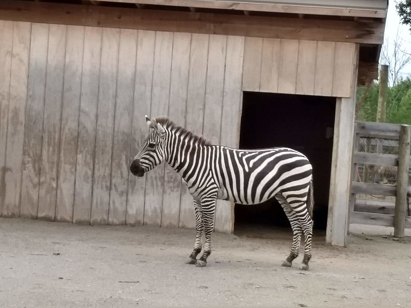 File:AE petting zoo zebra.jpg