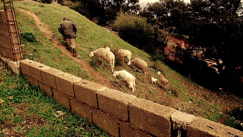 File:A Berber shepherd.jpg