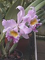 A and B Larsen orchids - Brassolaeliocattleya Pink Diamond DSCN1162.JPG