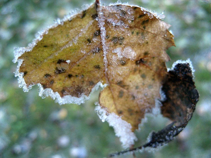 File:A leaf, after snowfall - Flickr - anantal (5).jpg