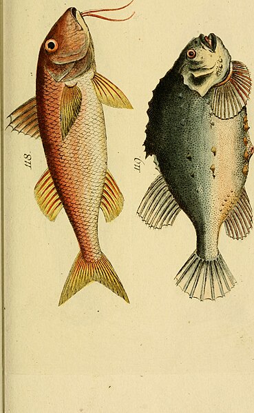 File:Abbildung und Beschreibung der Fische (1787) (16088296903).jpg