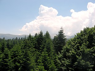 Trees, Uludağ, NW Turkey