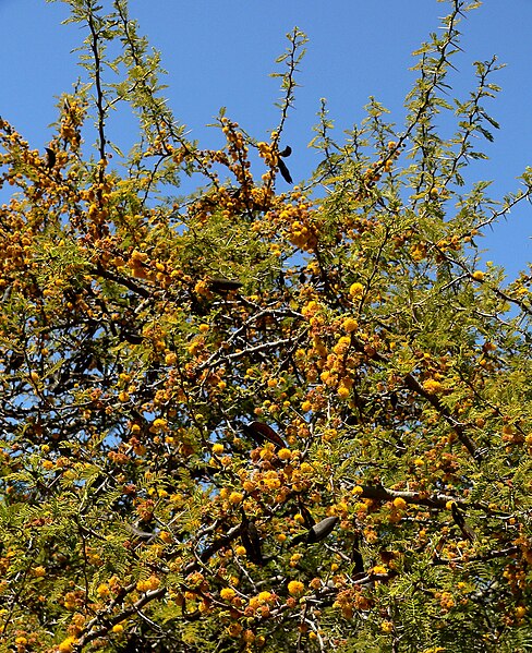 File:Acacia caven 2.jpg