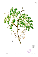 Acacia concinna üçün miniatür