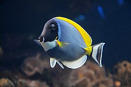 Powder blue tang