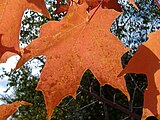 Acer saccharum, or sugar maple.