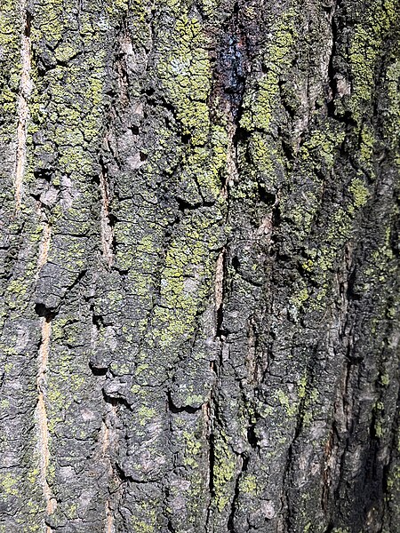 File:Acero (Acer Platanoides) corteccia da vicino , Milano Italia scuola Manara.jpg