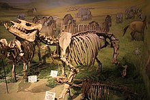 Přírodovědné muzeum Acerorhinus-Tianjin.jpg