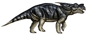 Achelousaurus horneri.jpg