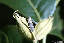 Acrobasis nuxvorella.jpg