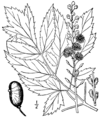 Actaea racemosa racemosa drawing.png
