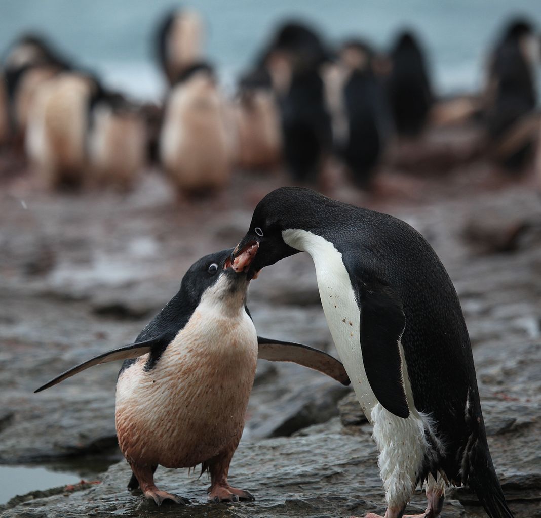 penguin eating krill