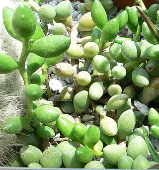 <i>Adromischus</i> Genus of succulents