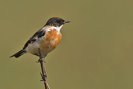 Hodgson's Bushchat, Saxicola insignis