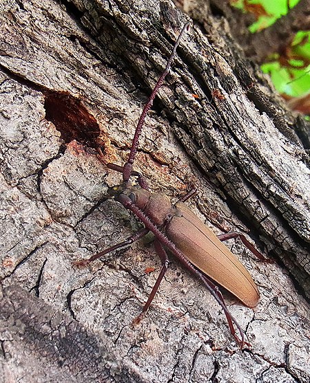 Aegosoma scabricorne side.jpg