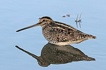 Bécassine africaine (Gallinago nigripennis).