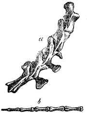 Fig. 22. a Eerste, b laatste staartwervels van een Kangoeroe.