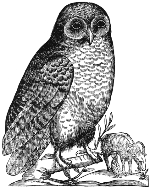 File:Aldrovandi Owl.png