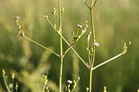 Alisma lanceolatum in rehovot vernal pool.JPG