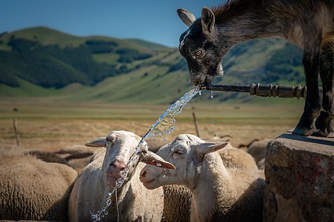 Sheep and goats in the Monti Sibillini National Park