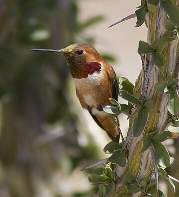 Colibri d'Allen