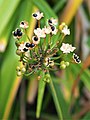 Fruits and seeds