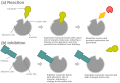 Another possible mechanism for allosteric competitive inhibition