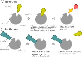 Another possible mechanism for allosteric competitive inhibition. Allosteric comp inhib 2.svg