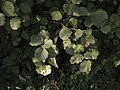 Le foglie dell'ontano comune sono quasi tondeggianti, con margine grossolanamente dentato
