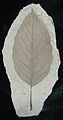 Fosilní list †Alnus parvifolia z raného eocénu
