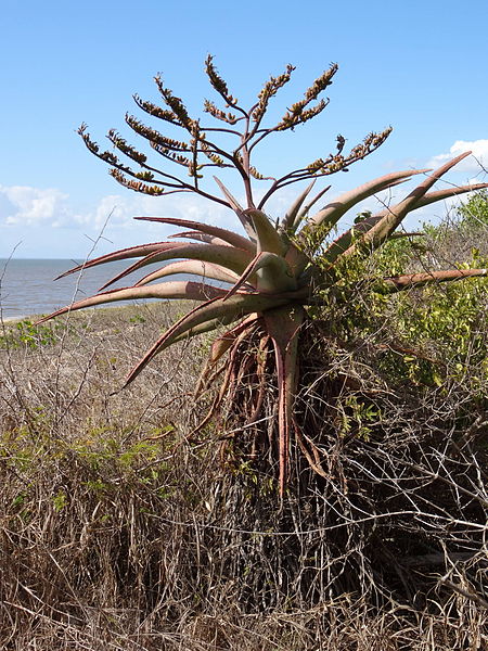 File:Aloe marlothii 3 (9436840890).jpg