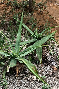 Aloe mudenensis (Asphodelaceae-Xanthorrhoeaceae) (27157692151).jpg