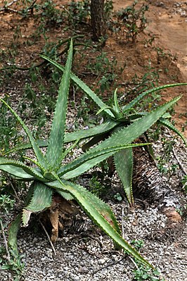Aloe mudenensis (Asphodelaceae-Xanthorrhoeaceae) (27157692151) .jpg