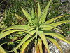 Aloe munchii 3 (4330409798).jpg