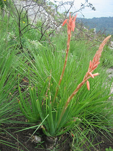 File:Aloe rhodesiana 3 (4331505891).jpg