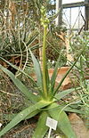 Aloe tomentosa BotGardBln271207B.jpg
