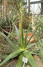 Miniatura para Aloe tomentosa