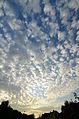 Altocumulus vor Sonnenuntergang