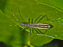 Alydidae - Micrelytra fossularum.JPG