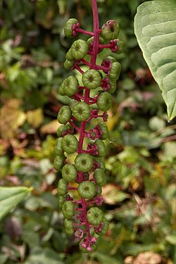 American Pokeweed (Phytolacca americana)