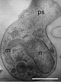 Miniatura para Aphelidium